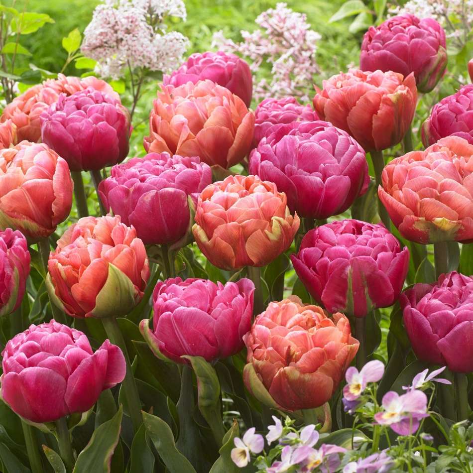 Pink Champagne' - Tulpanblandning